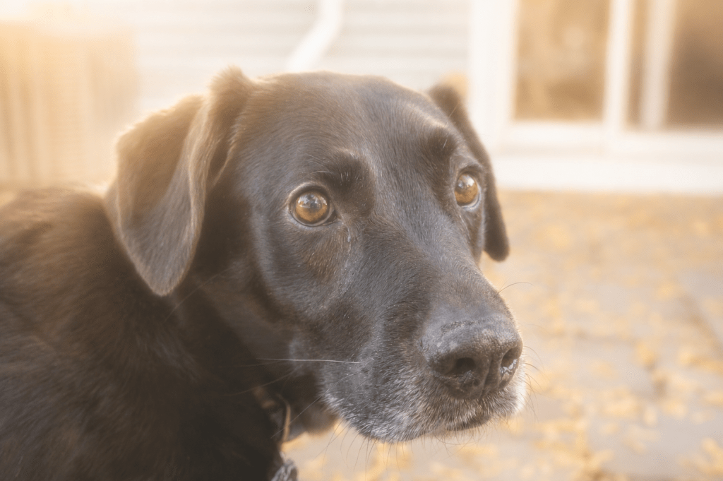 “Close-up portrait of a black dog outdoors in soft golden light, looking gently toward the camera with warm autumn tones blurred in the background.”