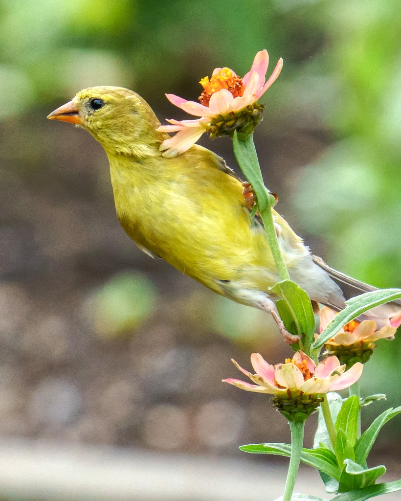 Female American Goldfinch feeding among pink zinnias at Deep Cut Gardens in Middletown, New Jersey. The state's official bird displays subtle yellow and olive feathers in a colorful summer garden.