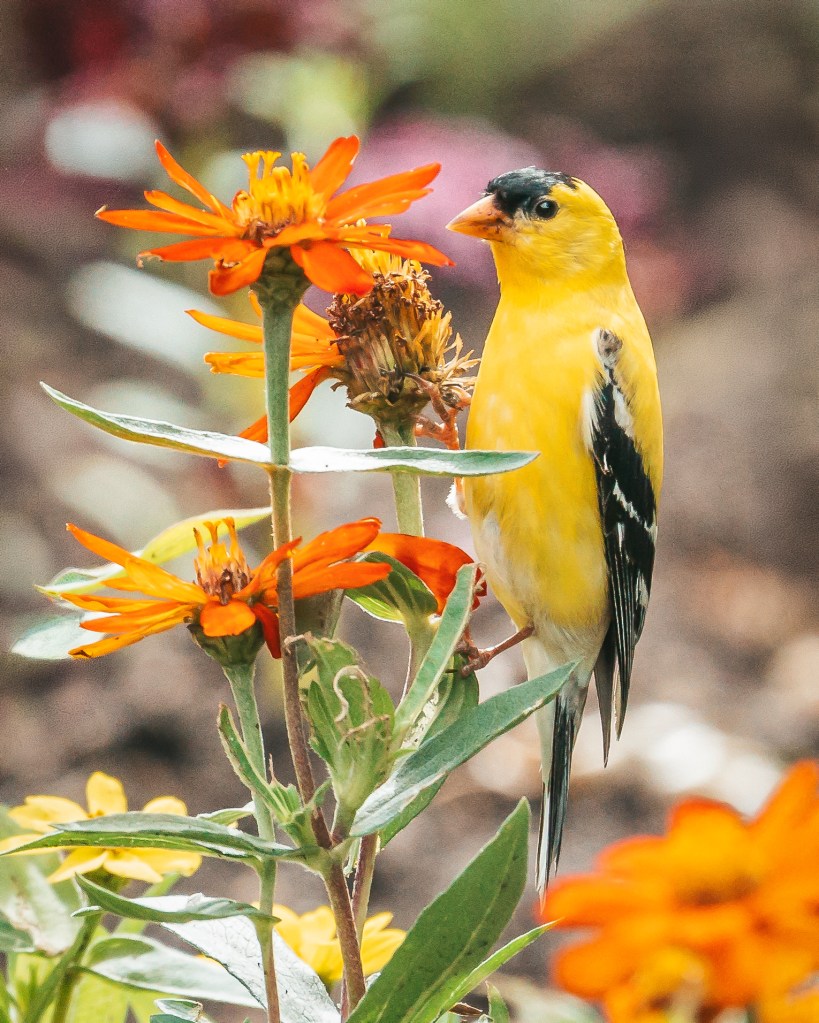 Male American Goldfinch perched among bright orange zinnia flowers at Deep Cut Gardens in New Jersey, displaying vivid yellow feathers and a black cap.